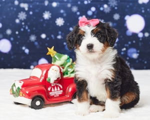 Lena Mini Bernadoodle